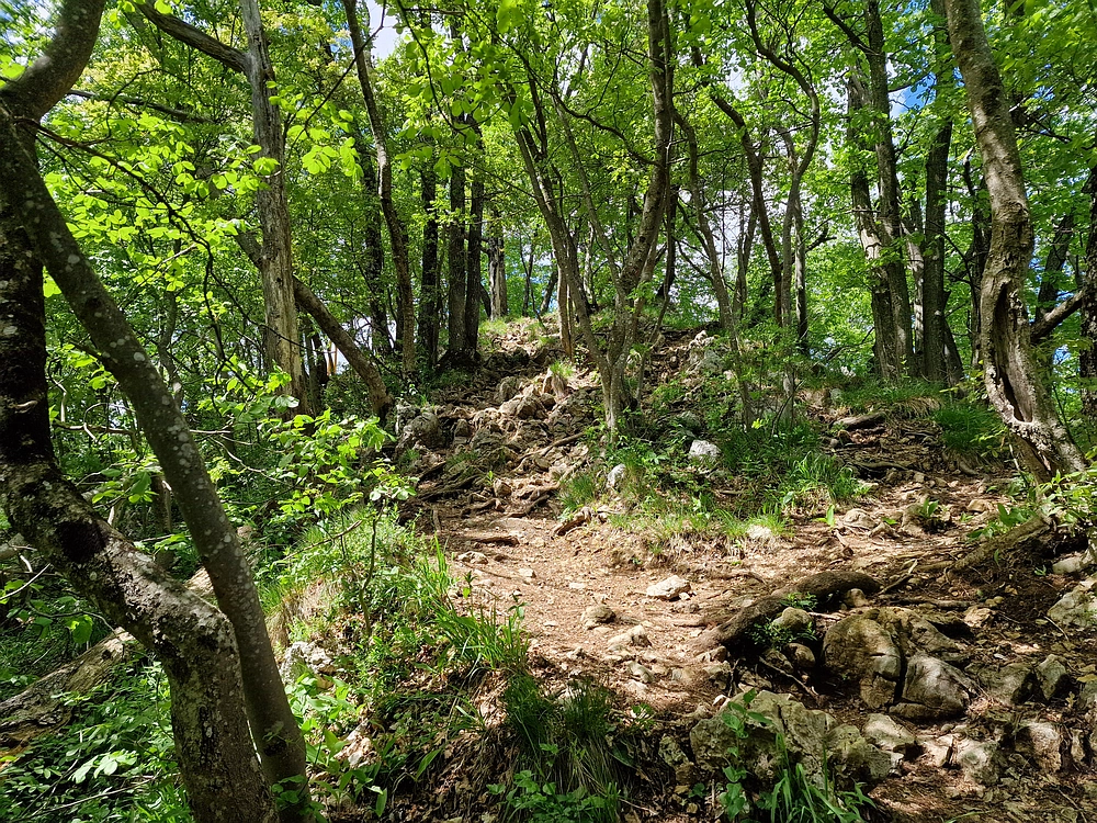 Slika je vidna v Google Chromu.