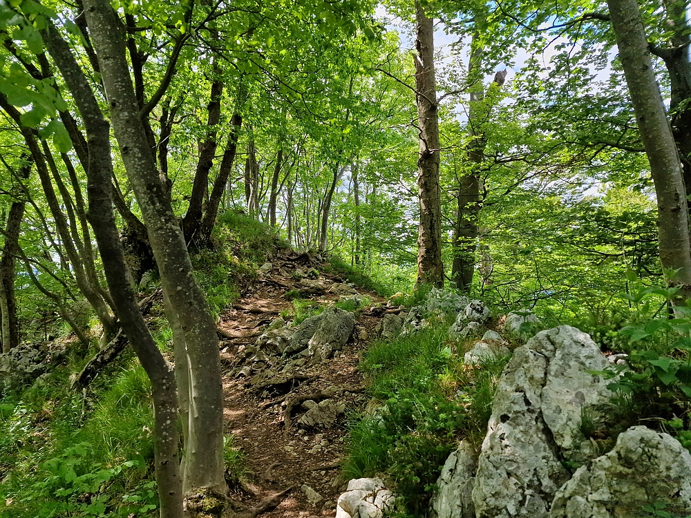 Slika je vidna v Google Chromu.