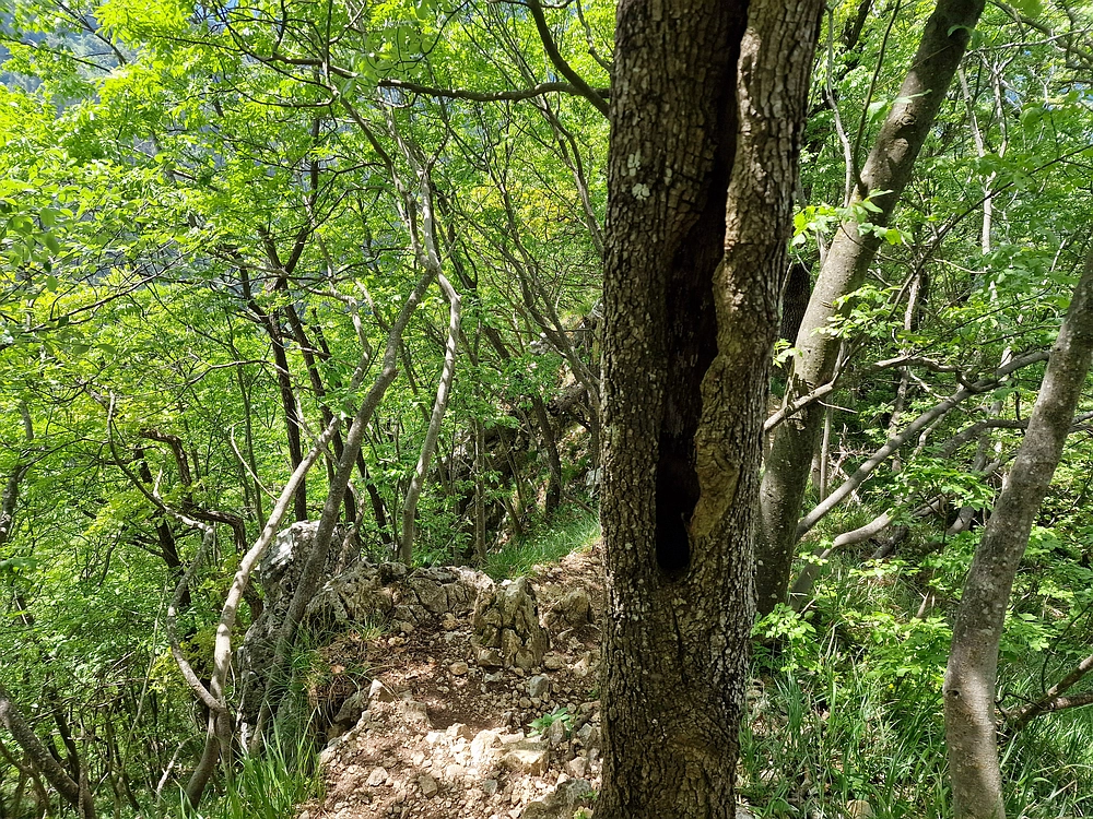 Slika je vidna v Google Chromu.