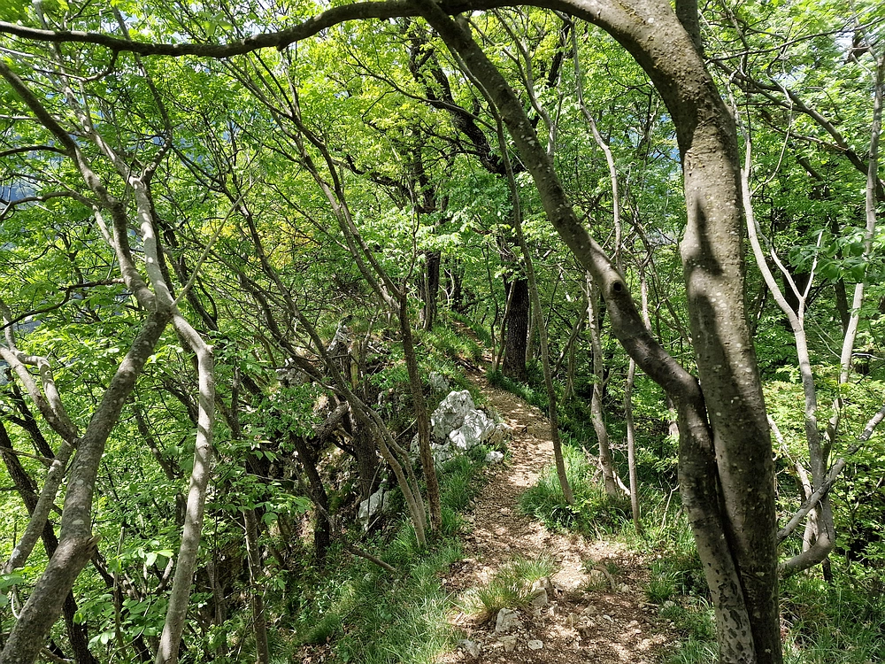 Slika je vidna v Google Chromu.