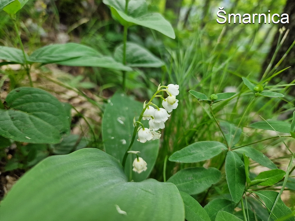 Slika je vidna v Google Chromu.