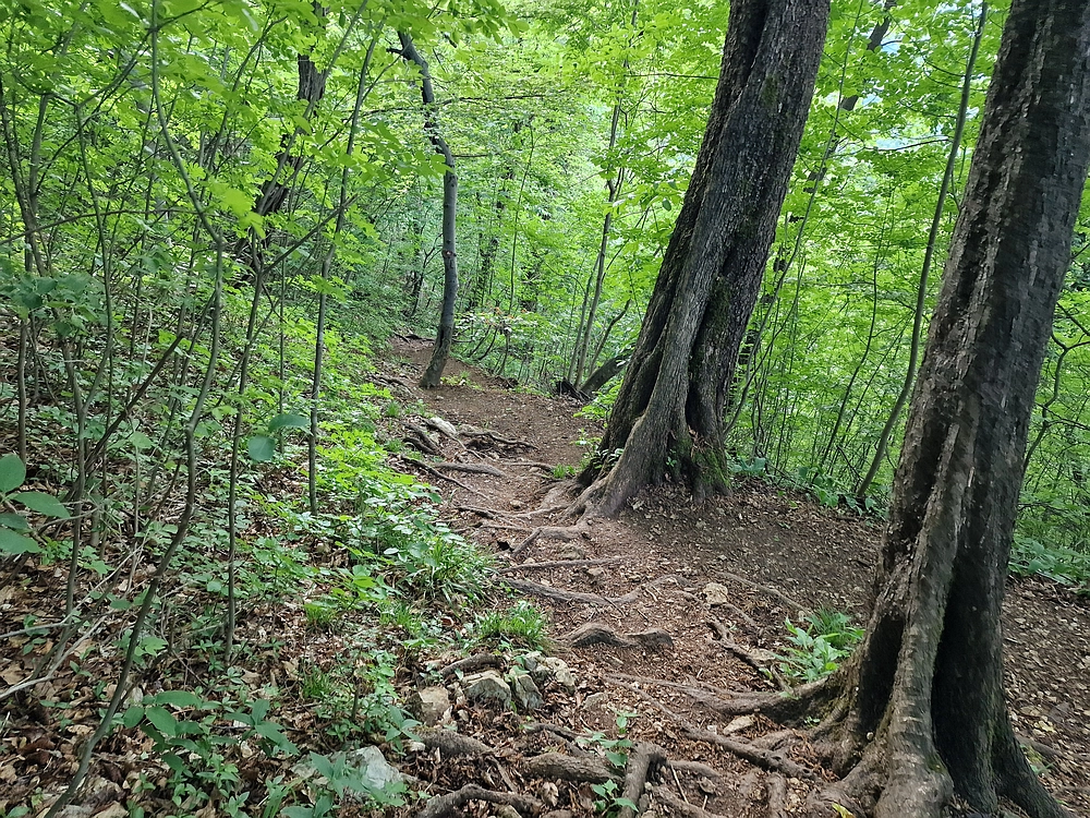 Slika je vidna v Google Chromu.