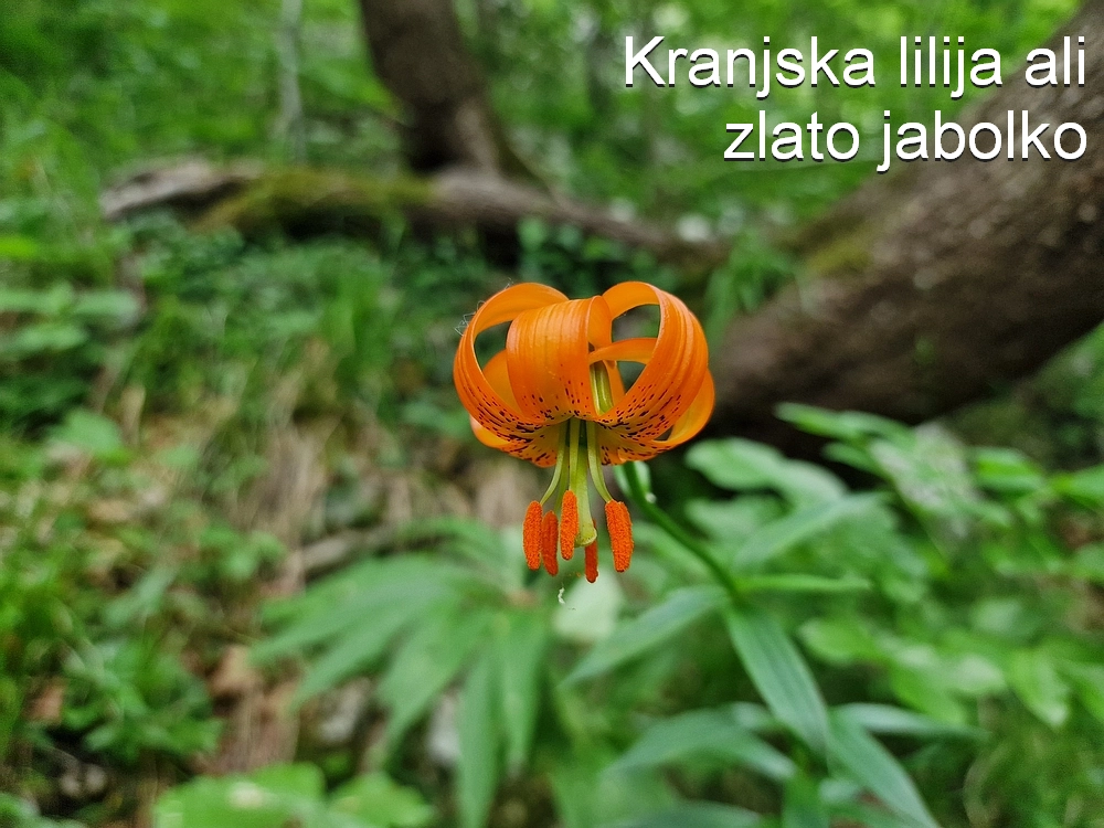 Slika je vidna v Google Chromu.