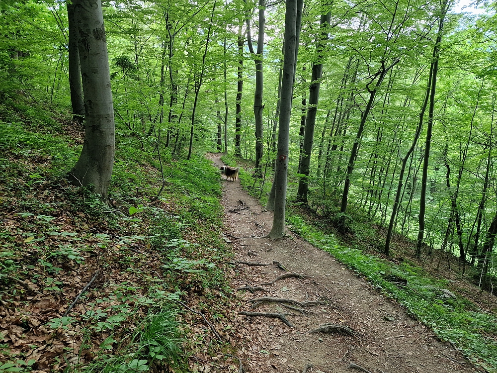 Slika je vidna v Google Chromu.