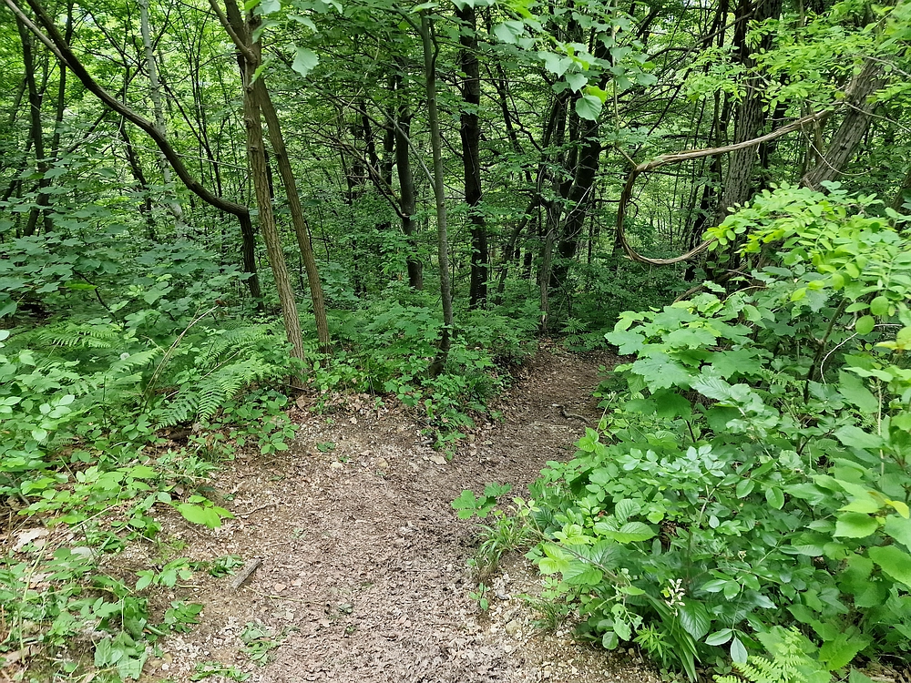 Slika je vidna v Google Chromu.