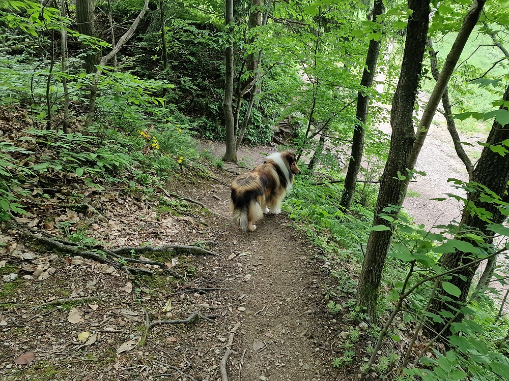 Slika je vidna v Google Chromu.