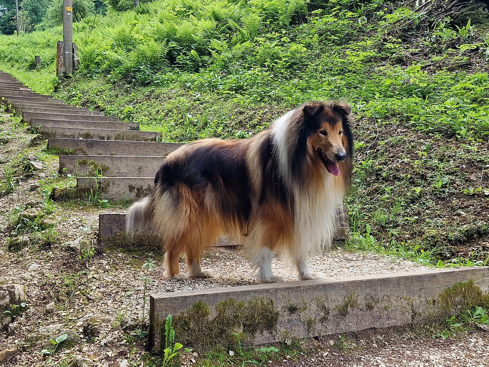 Slika je vidna v Google Chromu.