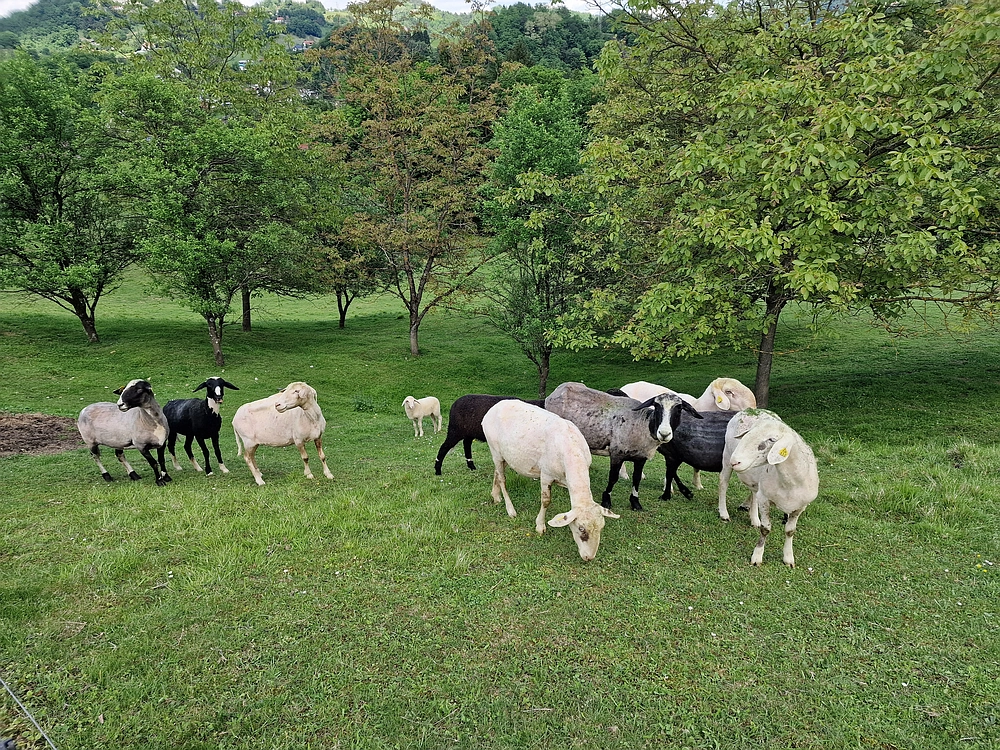 Slika je vidna v Google Chromu.