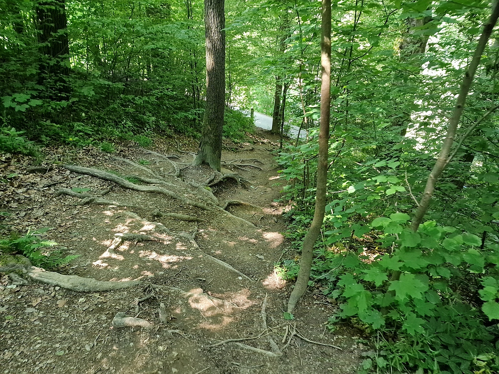 Slika je vidna v Google Chromu.