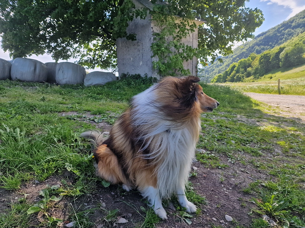 Slika je vidna v Google Chromu.