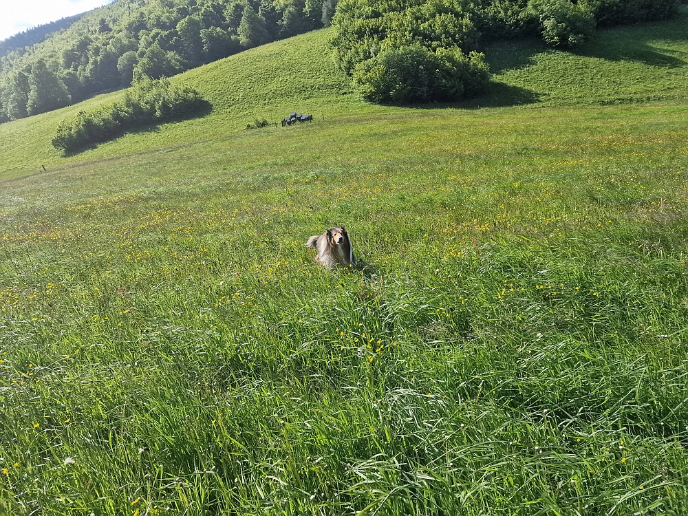 Slika je vidna v Google Chromu.