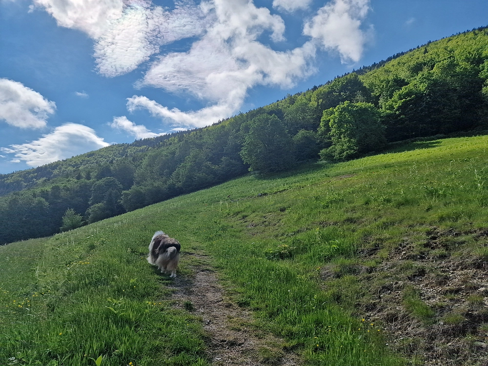 Slika je vidna v Google Chromu.