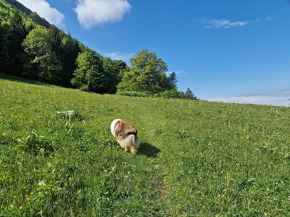 Slika je vidna v Google Chromu.