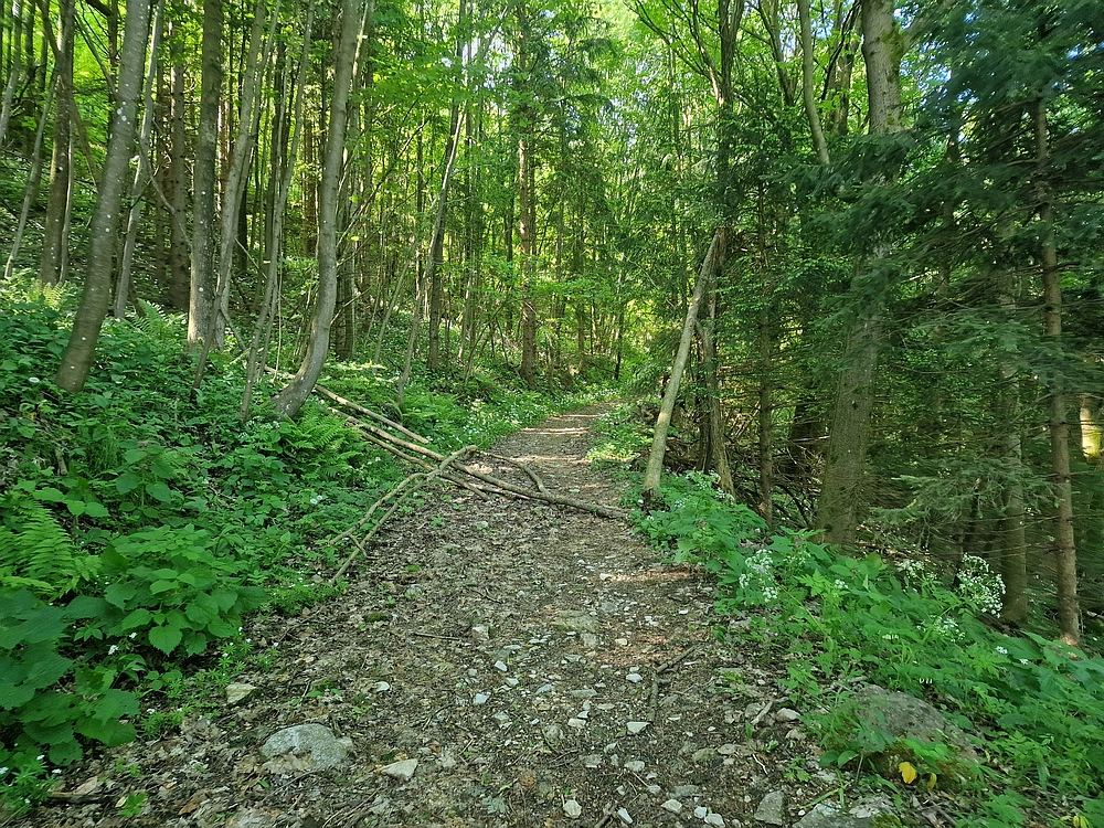 Slika je vidna v Google Chromu.