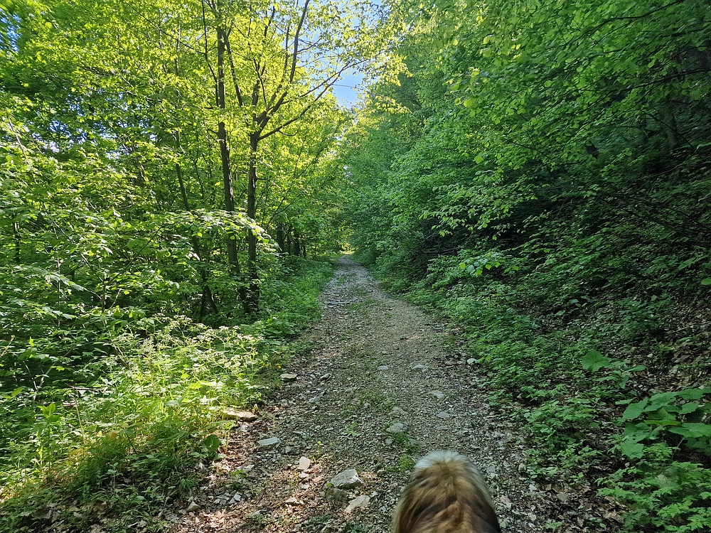 Slika je vidna v Google Chromu.