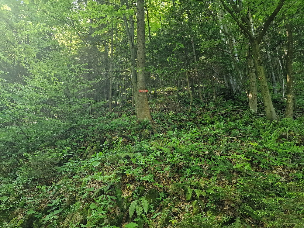 Slika je vidna v Google Chromu.