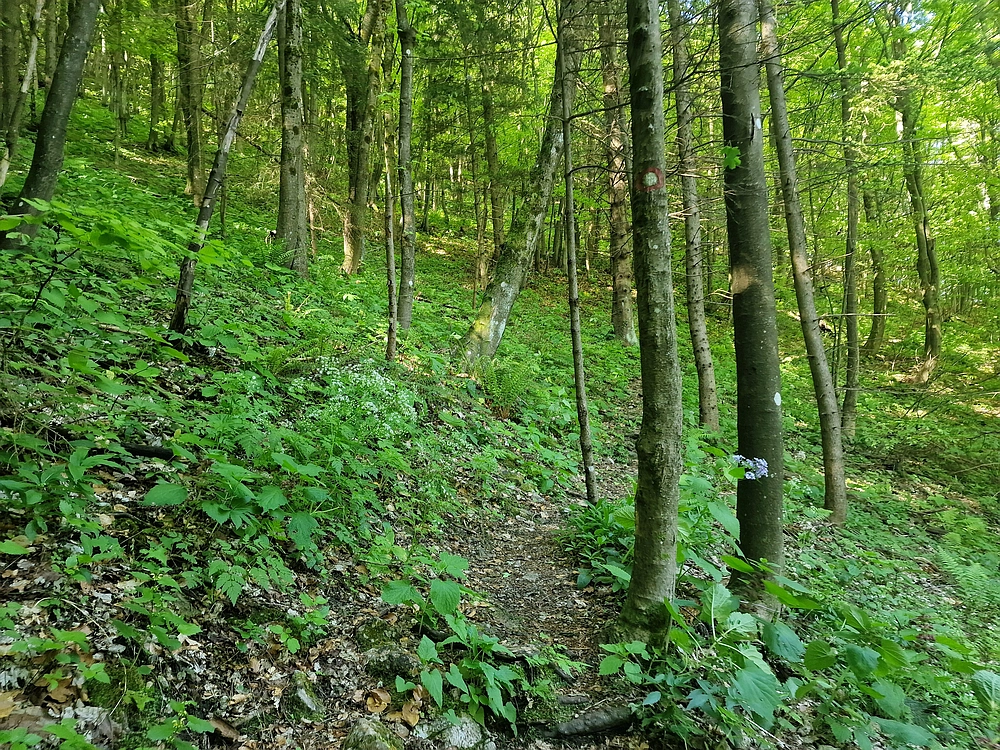 Slika je vidna v Google Chromu.