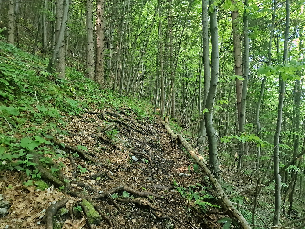 Slika je vidna v Google Chromu.