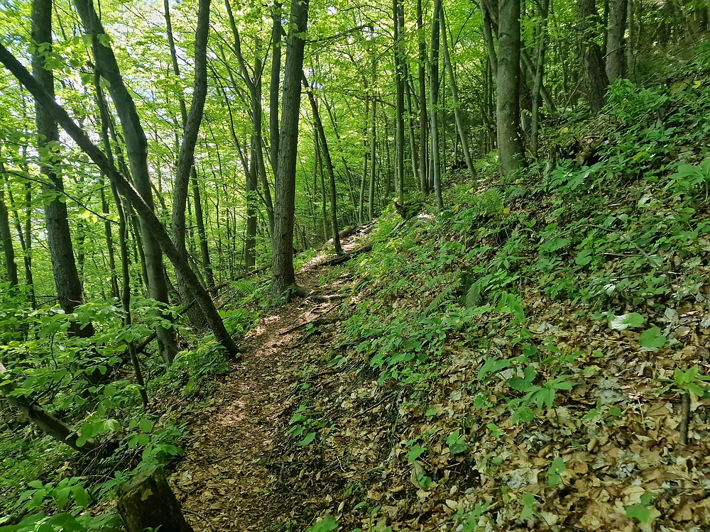 Slika je vidna v Google Chromu.