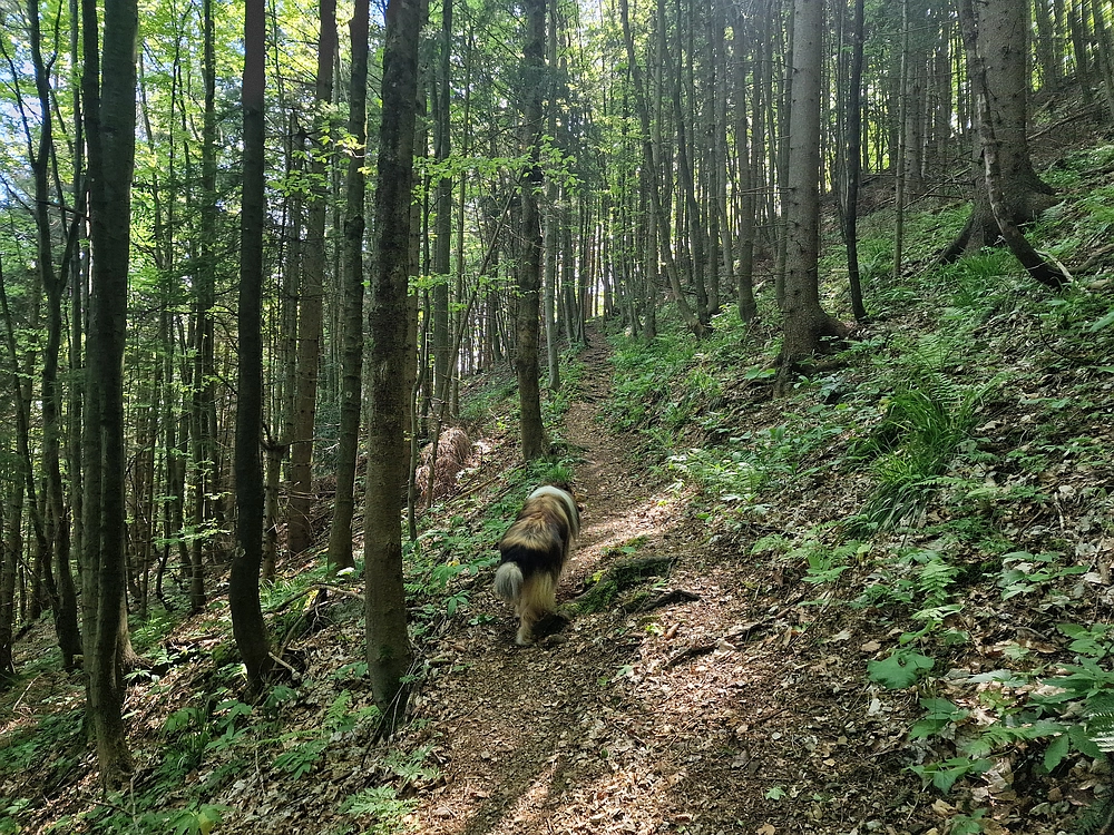 Slika je vidna v Google Chromu.