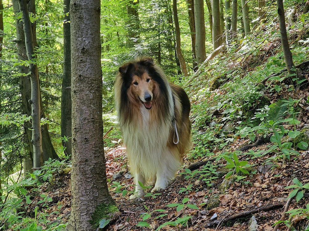 Slika je vidna v Google Chromu.