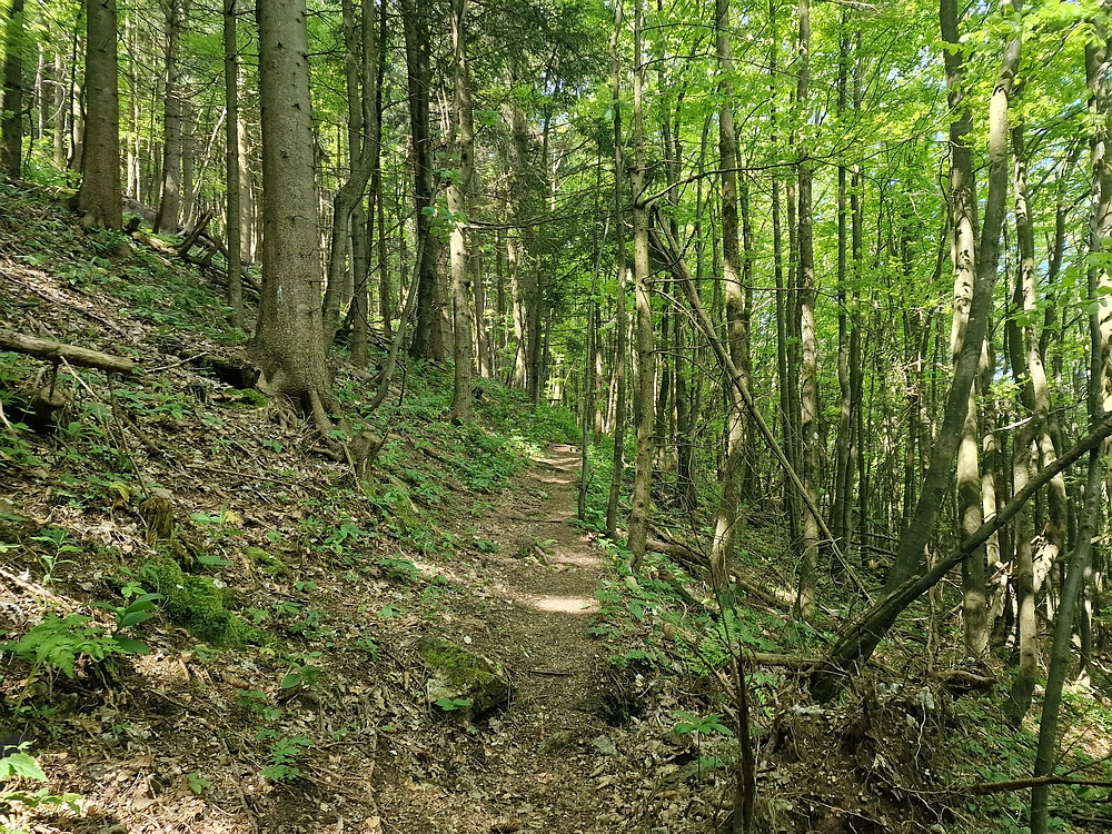 Slika je vidna v Google Chromu.