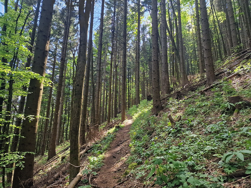 Slika je vidna v Google Chromu.