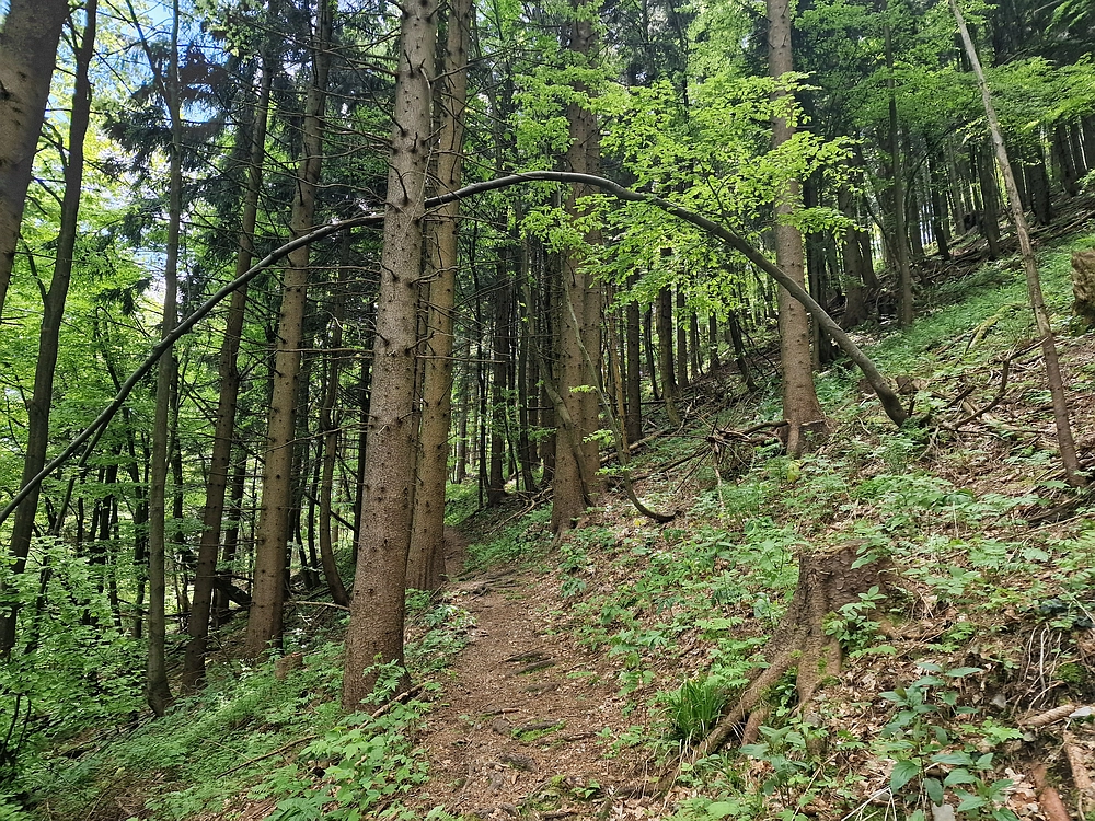 Slika je vidna v Google Chromu.