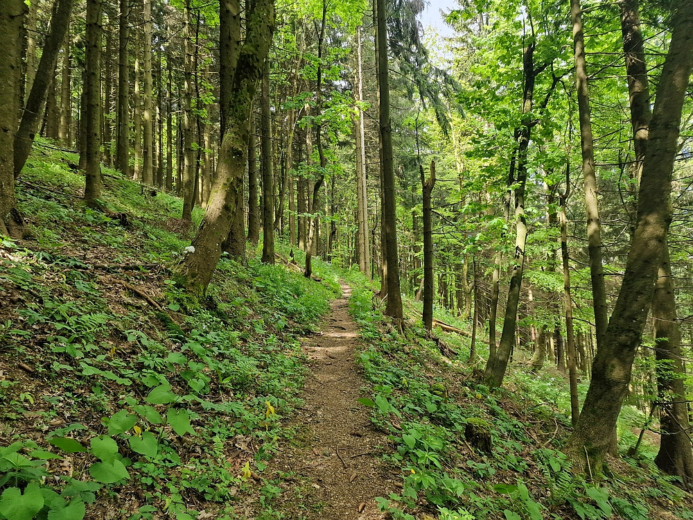 Slika je vidna v Google Chromu.