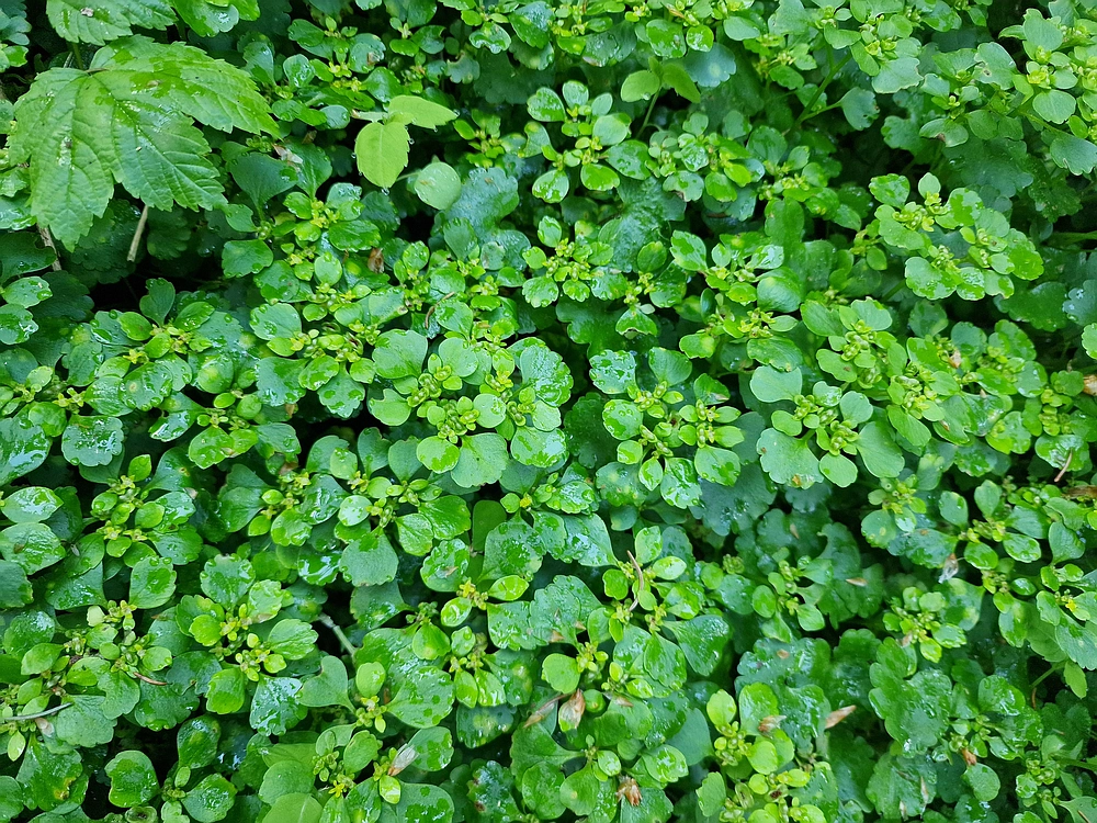 Slika je vidna v Google Chromu.