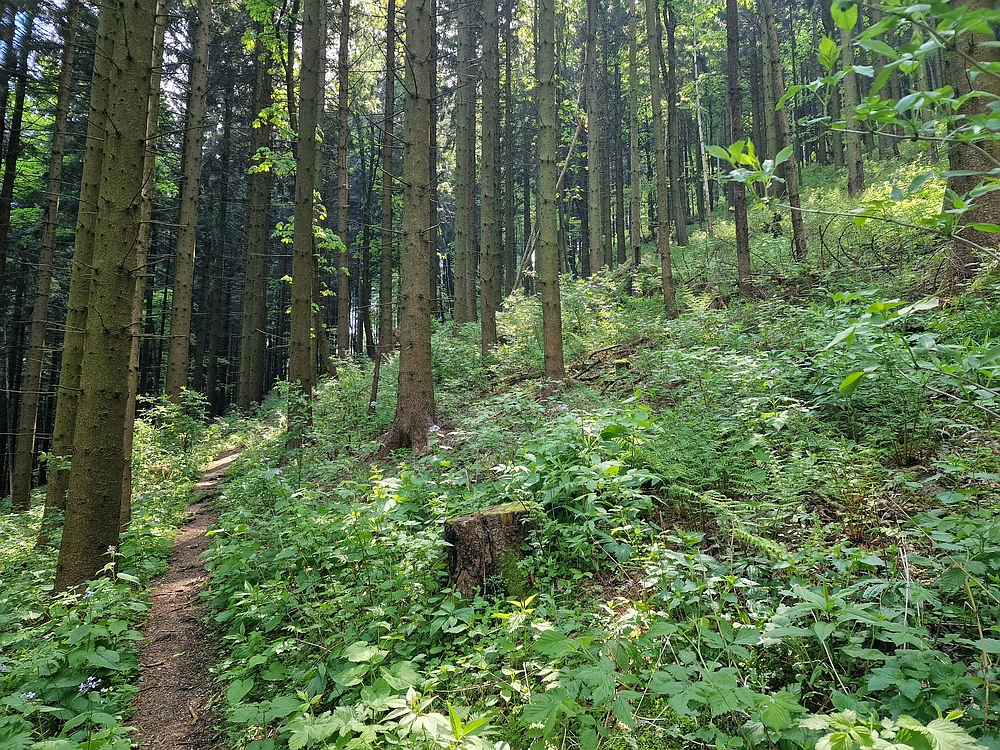 Slika je vidna v Google Chromu.