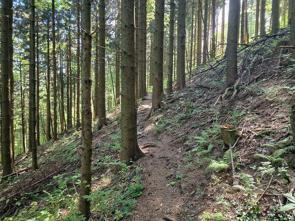 Slika je vidna v Google Chromu.