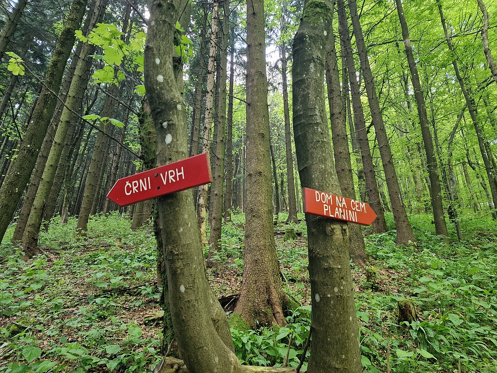 Slika je vidna v Google Chromu.