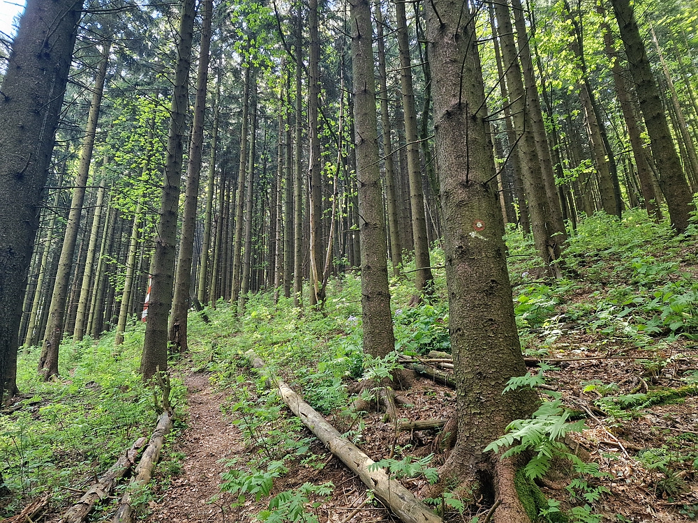 Slika je vidna v Google Chromu.