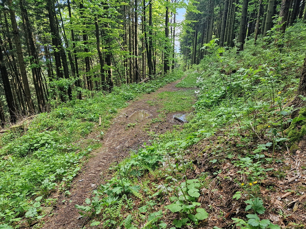 Slika je vidna v Google Chromu.