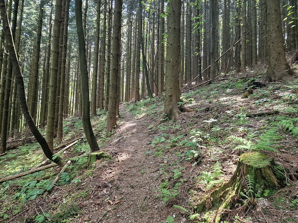 Slika je vidna v Google Chromu.