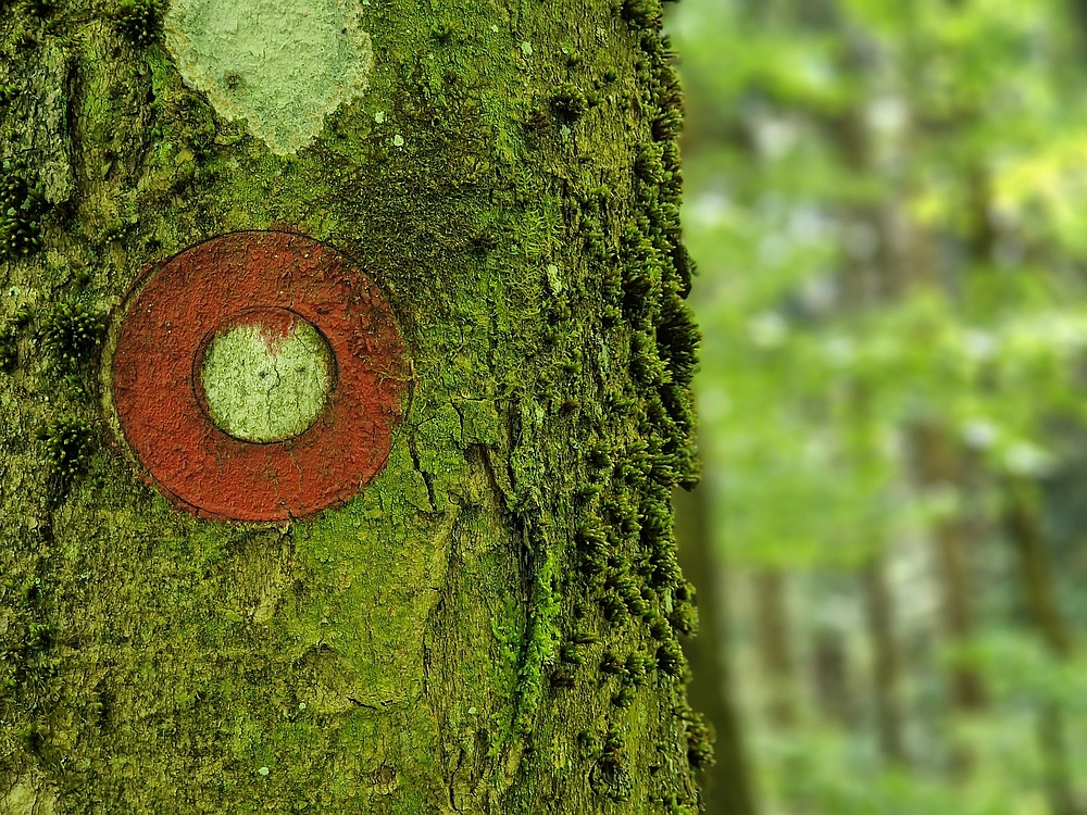 Slika je vidna v Google Chromu.