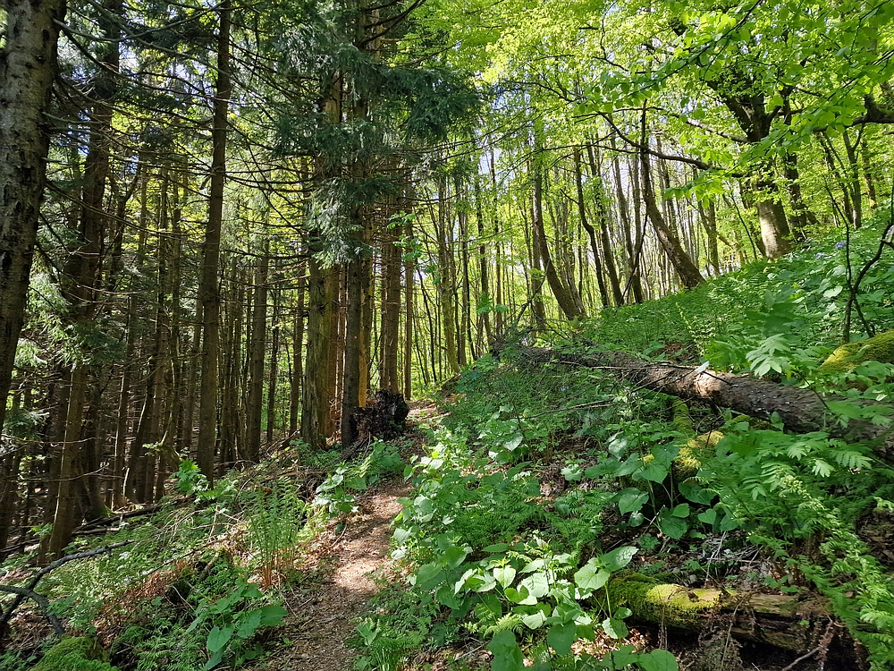 Slika je vidna v Google Chromu.