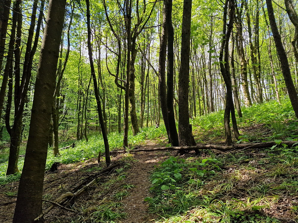 Slika je vidna v Google Chromu.