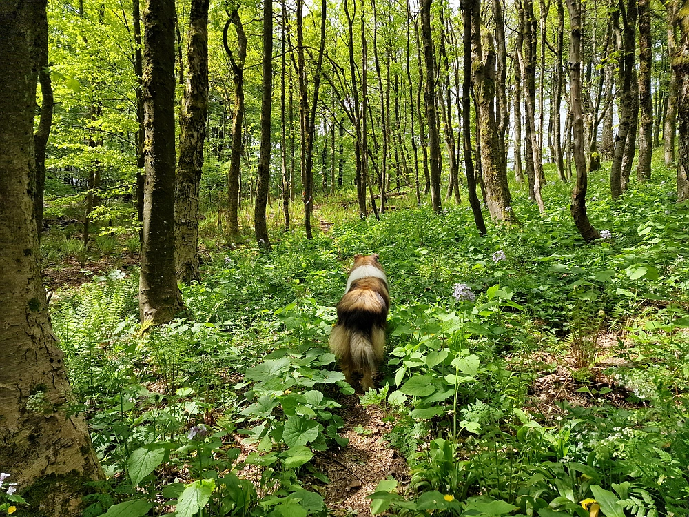 Slika je vidna v Google Chromu.