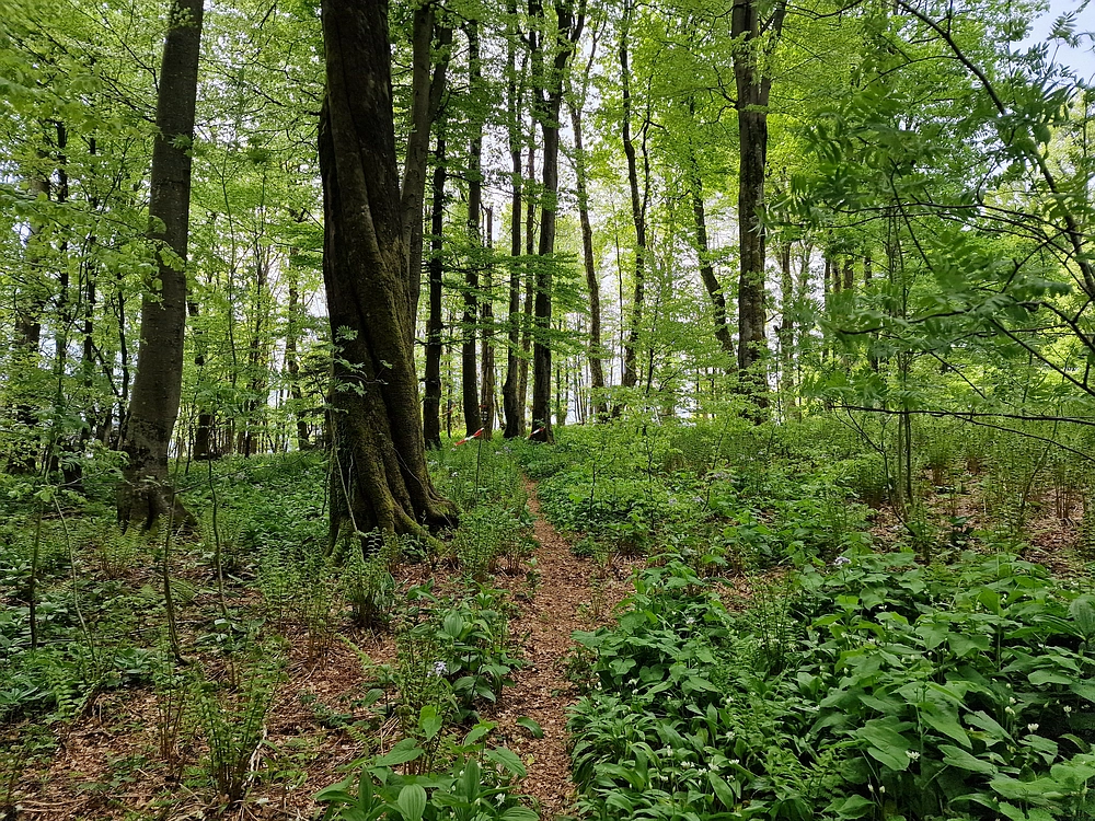 Slika je vidna v Google Chromu.