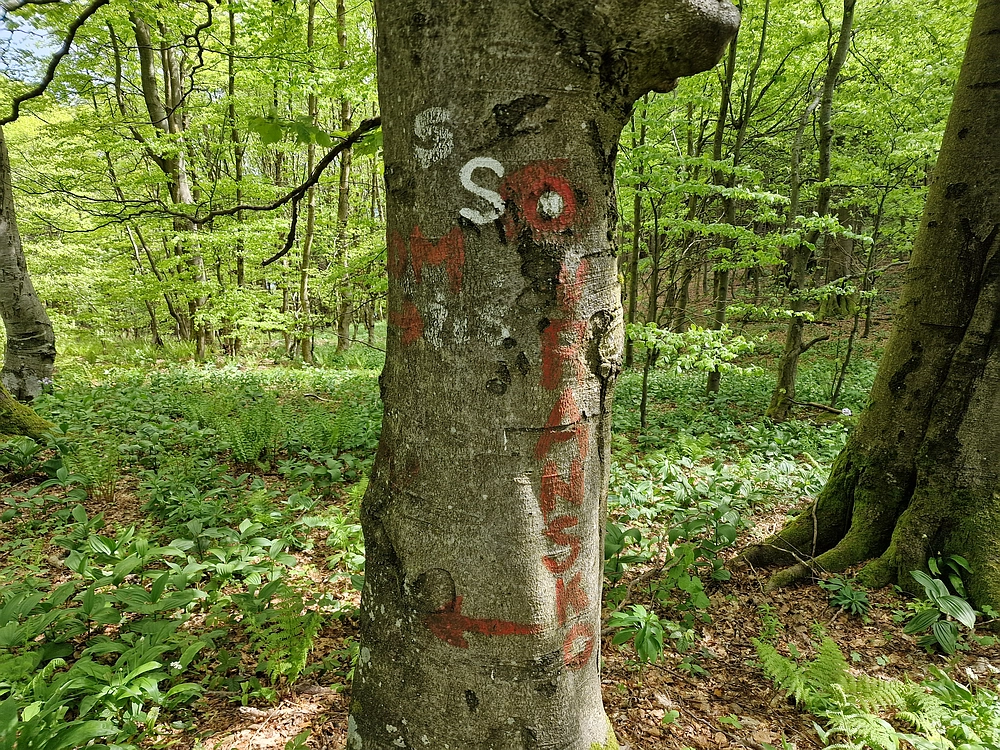 Slika je vidna v Google Chromu.