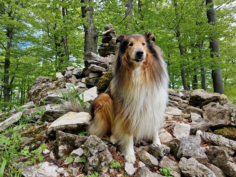 Slika je vidna v Google Chromu.