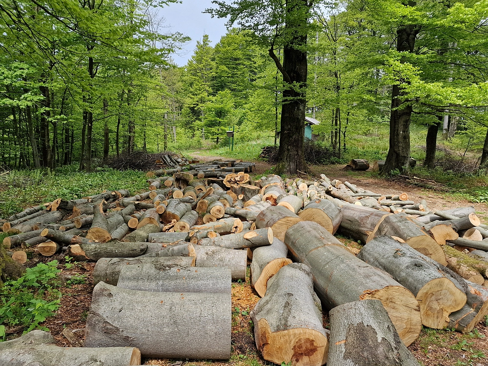 Slika je vidna v Google Chromu.