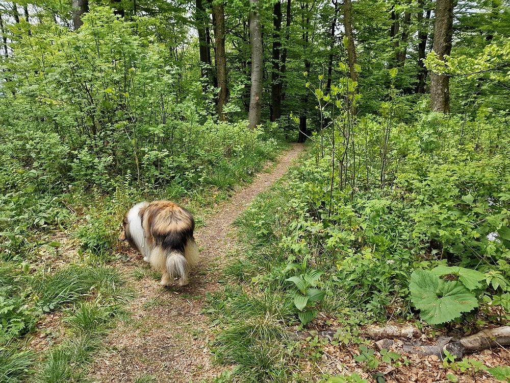 Slika je vidna v Google Chromu.