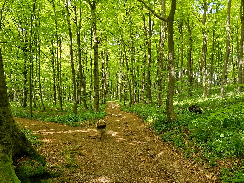 Slika je vidna v Google Chromu.