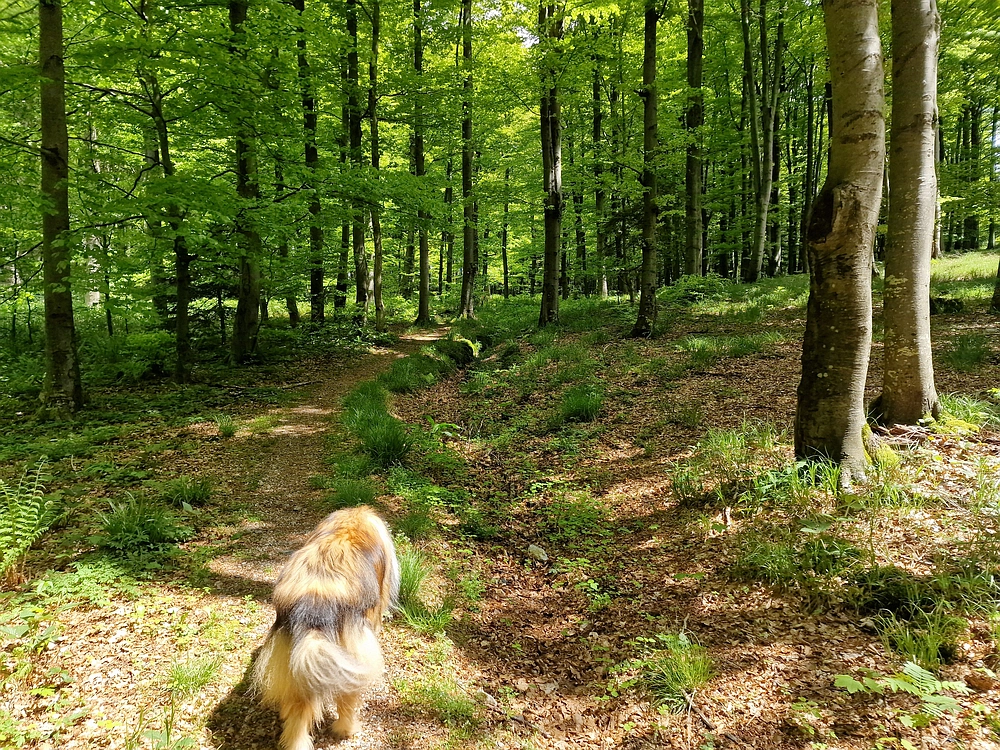 Slika je vidna v Google Chromu.