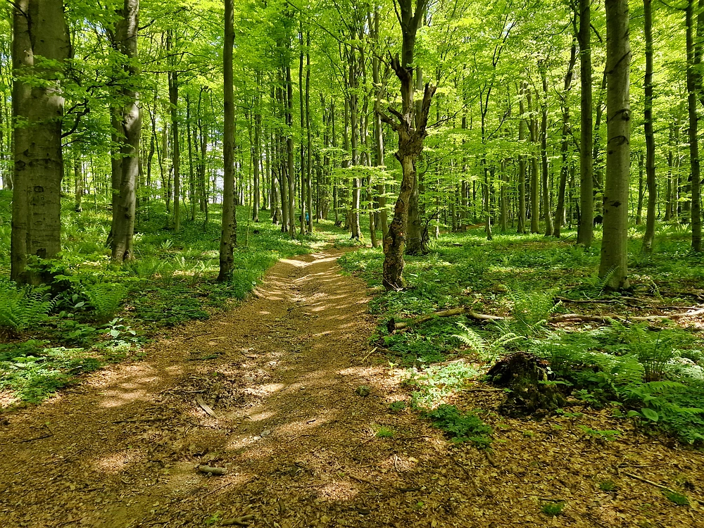 Slika je vidna v Google Chromu.