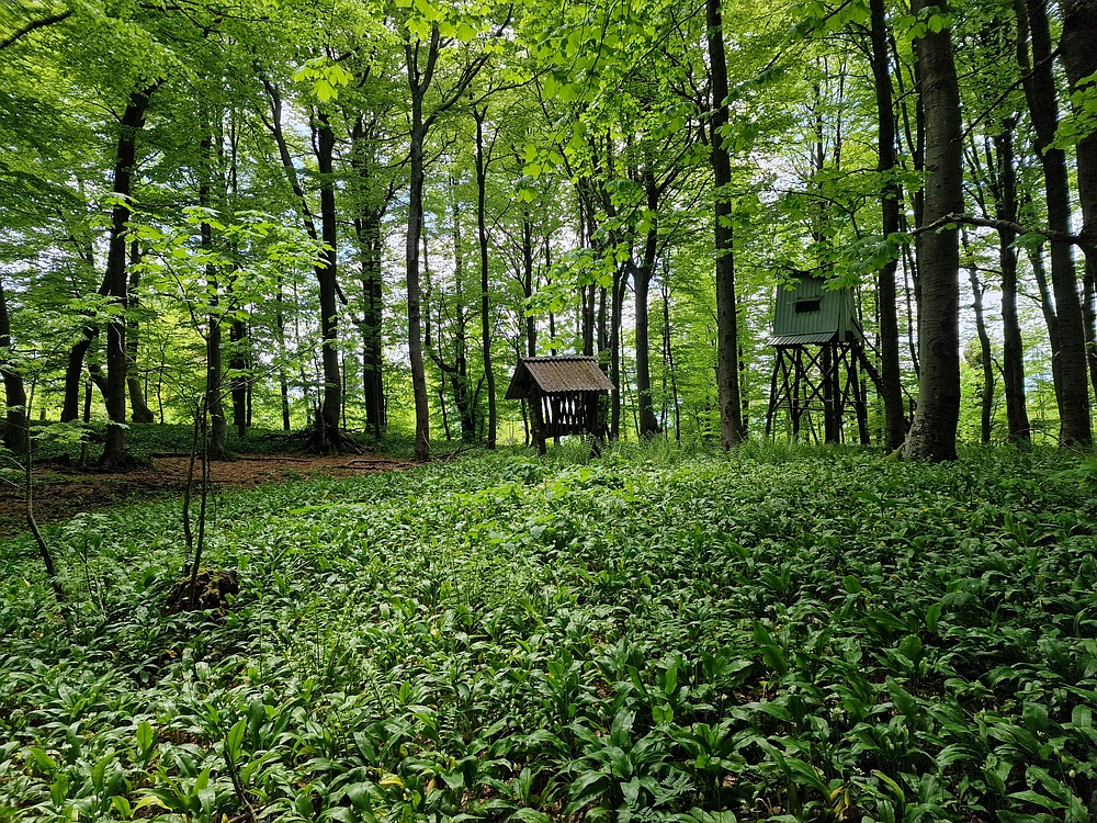 Slika je vidna v Google Chromu.