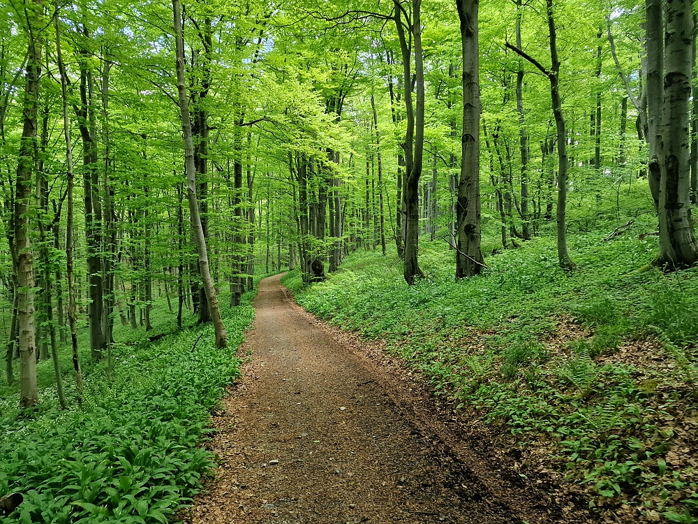 Slika je vidna v Google Chromu.